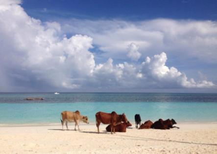 Ebony & Ivory Beach Bungalows Nungwi Dış mekan fotoğraf